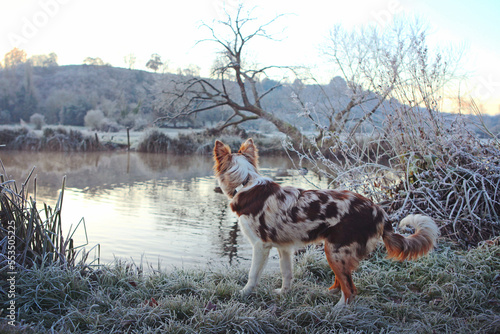 A tri colour red merle border collie five month old puppy stood by a river. photo