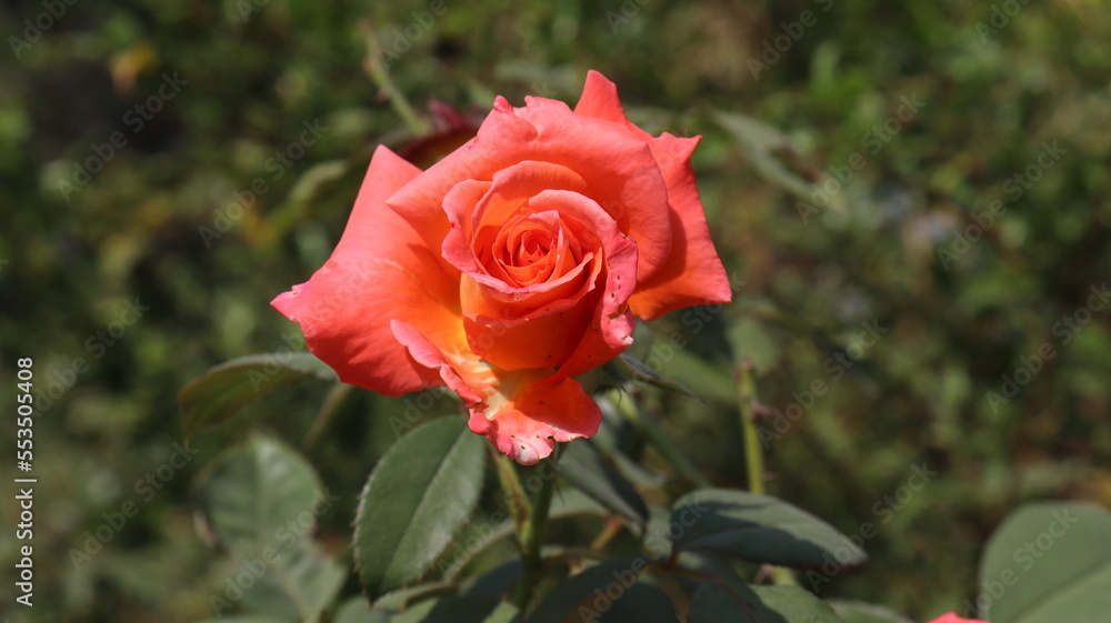 single orange rose flower in home 