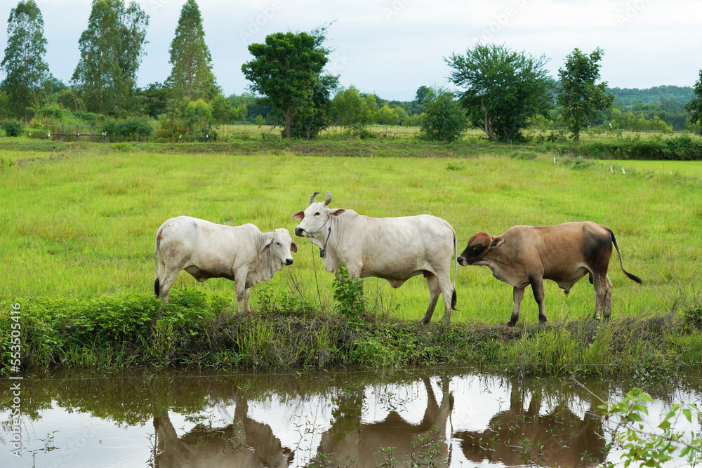 Herd of cows eating grass near the water.   