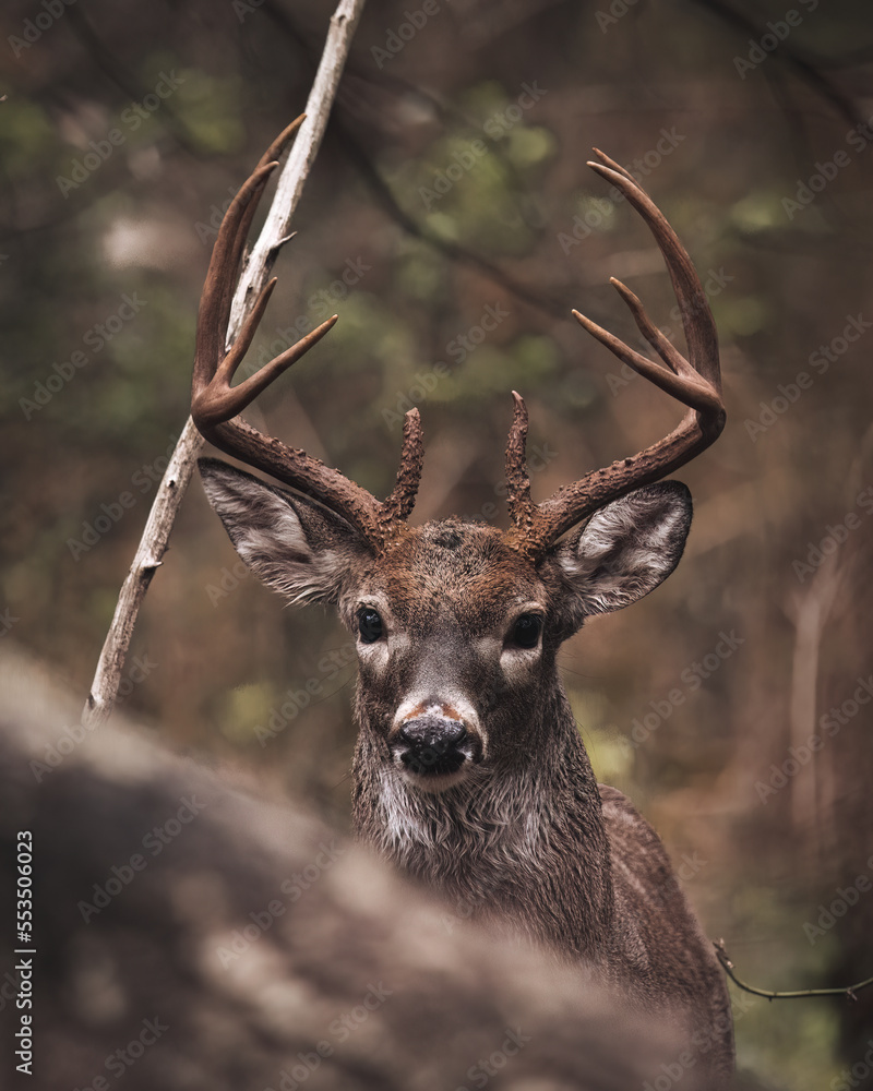 Whitetail Deer Up Close