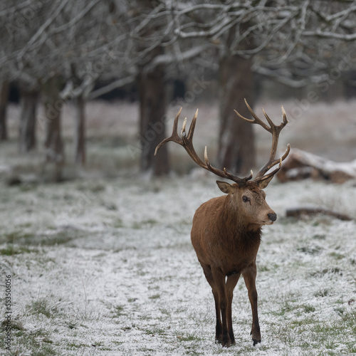 Large red stag  in freezing snowy  weather waiting for food to arrive early morning