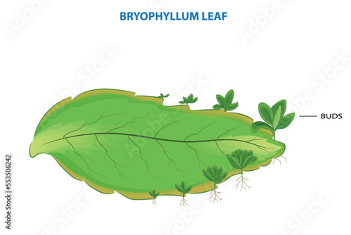 Bryophyillum leaf with buds, Plants grow from the leaf, Asexual Reproduction in Plants