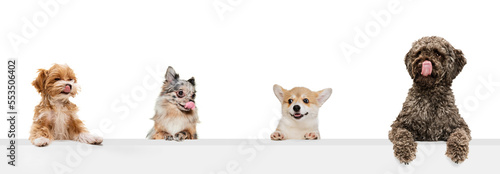 Composite image of funny cute dogs different breeds posing isolated over white studio background. Concept of fashion, pets love, animal life. Look happy, delighted.