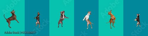 Big and small dogs jumping  playing  flying. Cute doggies or pets are looking happy isolated on colorful background. Collage