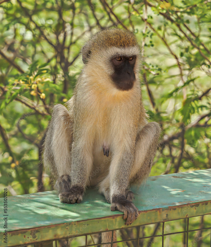 Afican monkey