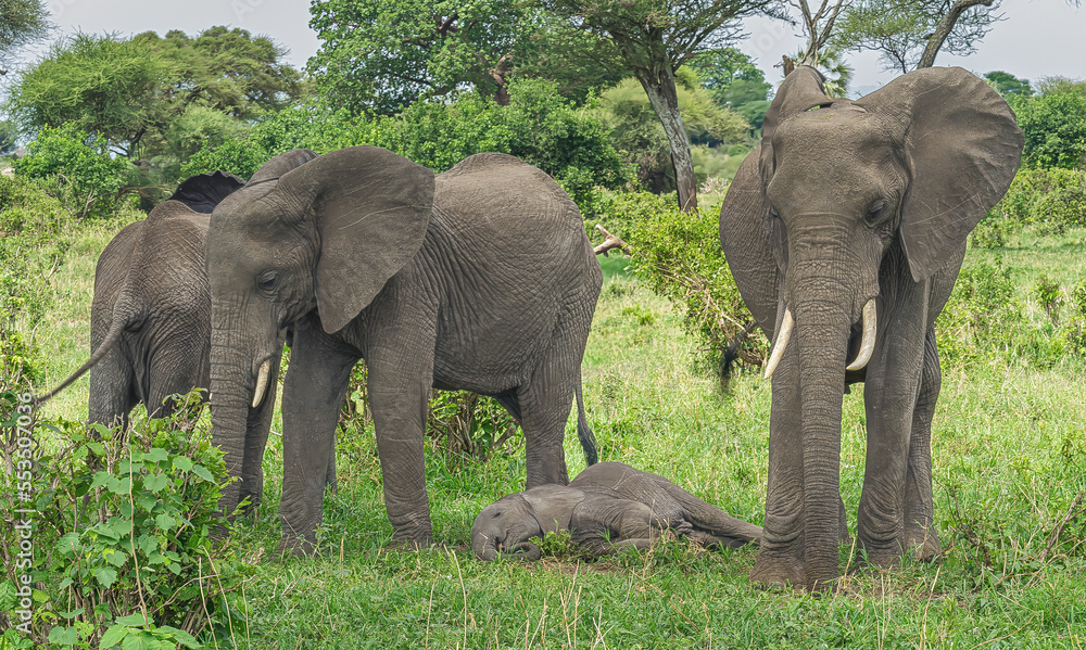 elephants in the savannah