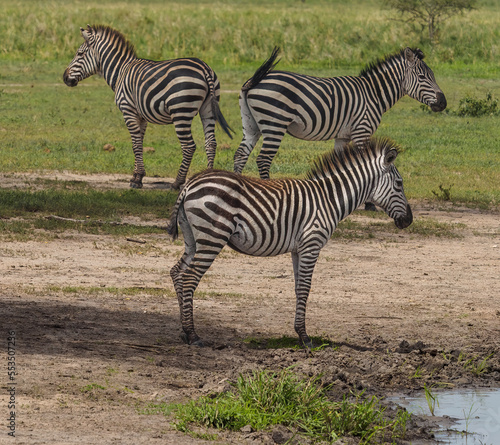 Wallpaper Mural zebra in the savannah Torontodigital.ca