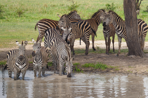 zebra in the wild