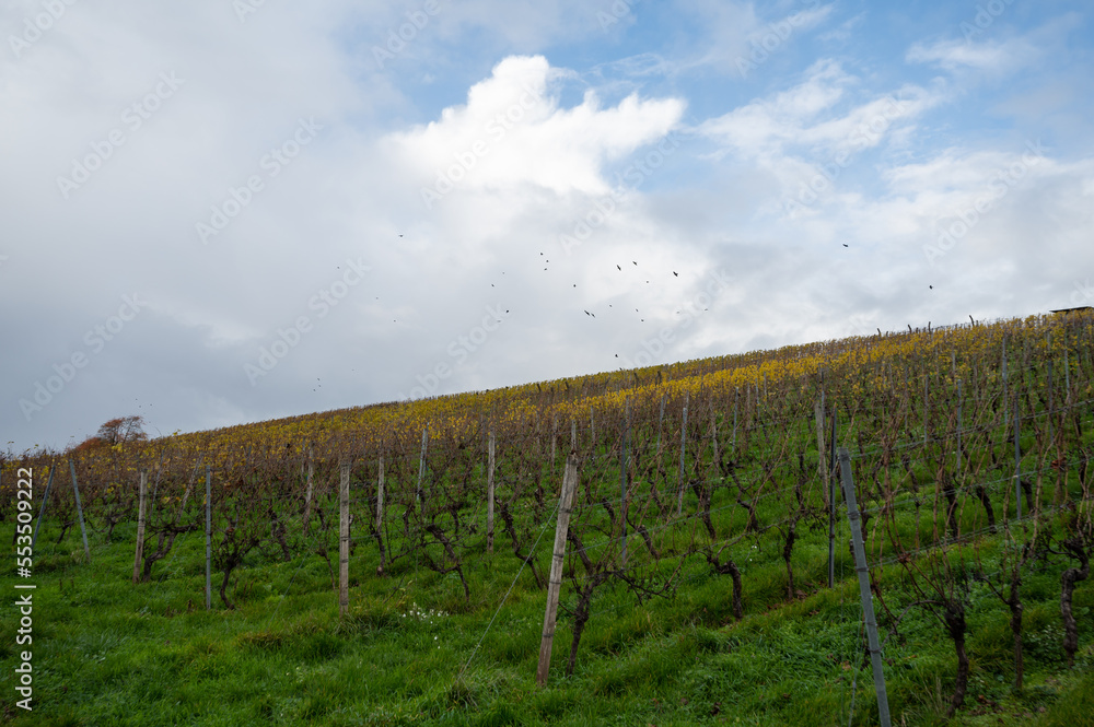 Birds flying over vineyard during autumn