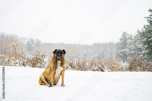 a old dog lies in the snow in the middle of the forest and snow. Frozen dog in the snow. © Mykola