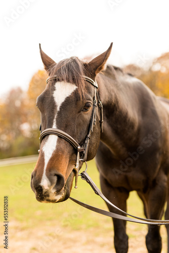 Frontal portrait of a brown horse with a white spot on the face, Equestrian, Outdoor portrait of horse © Jenna Hidinger Photo