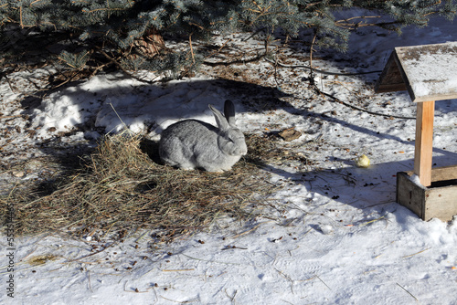 Foto a gray rabbit sits on a litter under a spruce near the feeder