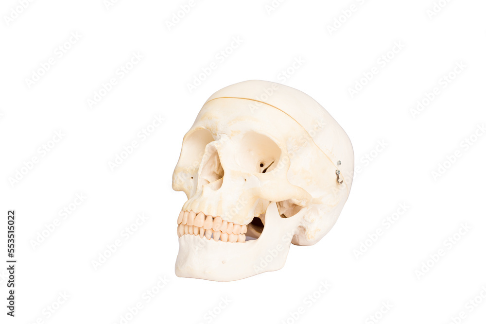 Obraz premium Real skull isolated on white background