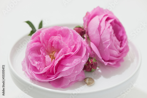 Blüten der historischen Rose 'Louise Odier'