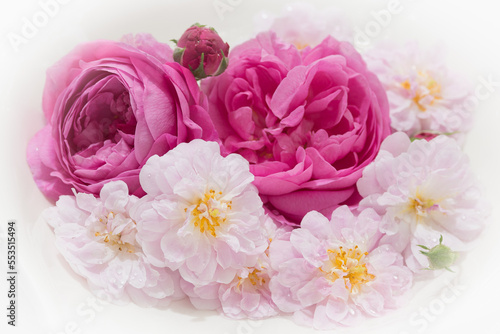 Schale mit verschiedenen Rosenblüten