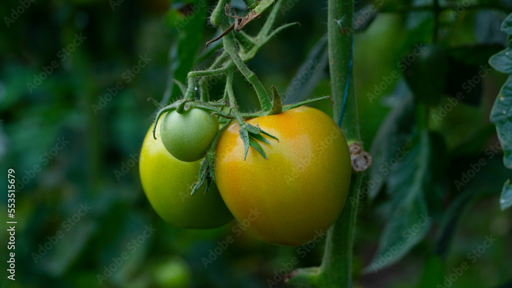 El tomate o también conocido como jitomate es la hortaliza más difundida en todo el mundo y la de mayor valor económico. Su demanda aumenta continuamente y con ella su cultivo, producción y comercio.