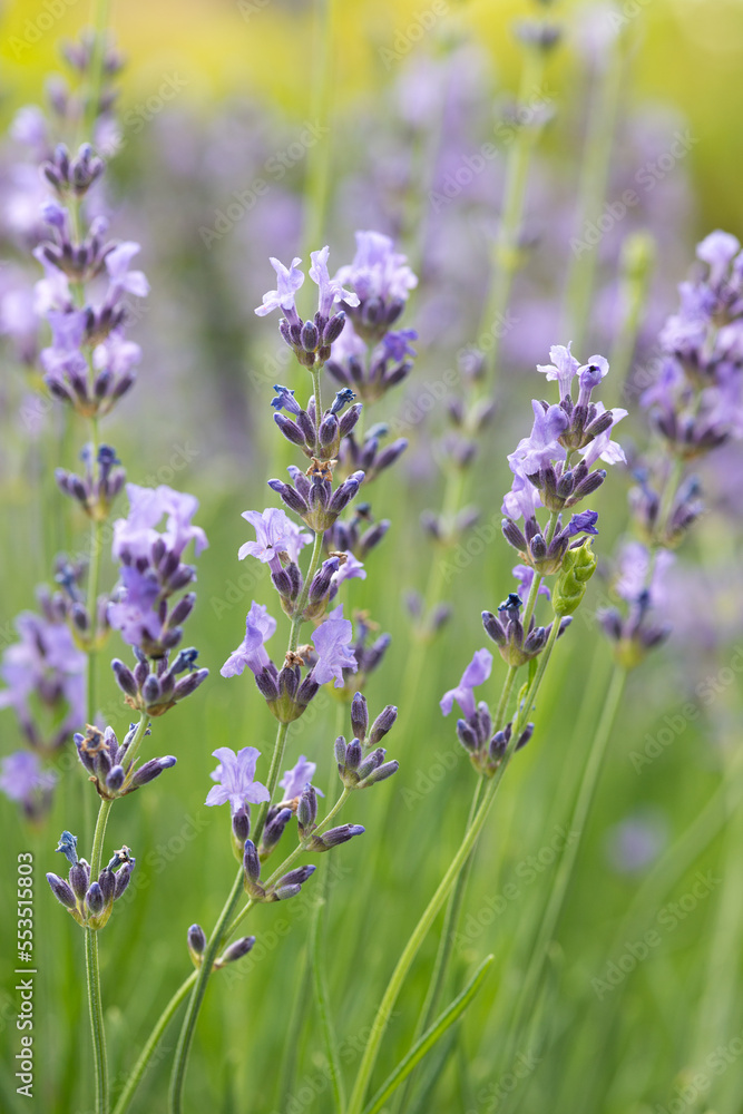 Obraz premium Lavendelblüten