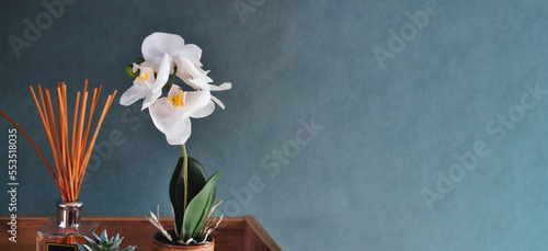 A white orchid flower in a plant pot with aroma diffuser sticks isolated against a plain tranquil dark wall background with empty copy space for text