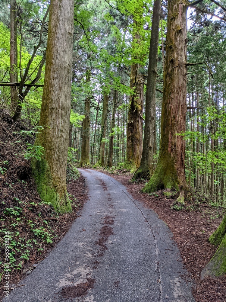 Obraz premium 登山道