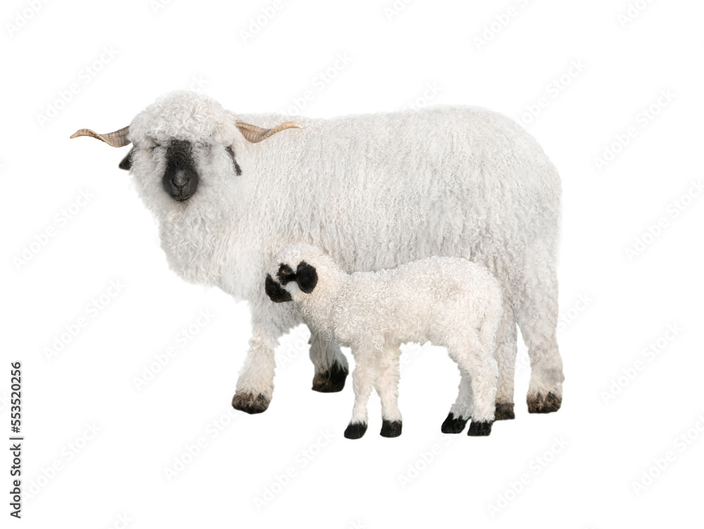 Welsh black-faced sheep with a small cub in front of a white background Welsh black-faced sheep with a small cub in front of a white background
