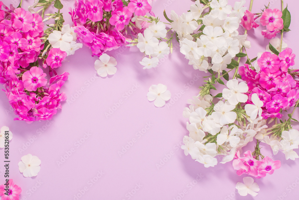 white and purple phloxes on color paper background white and purple phloxes on color paper background