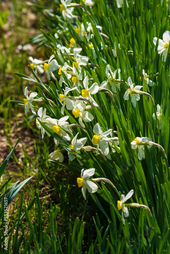 Flowerbed with blooming Narcissus in the park