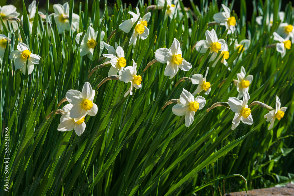 Flowerbed with blooming Narcissus in the park Flowerbed with blooming Narcissus in the park