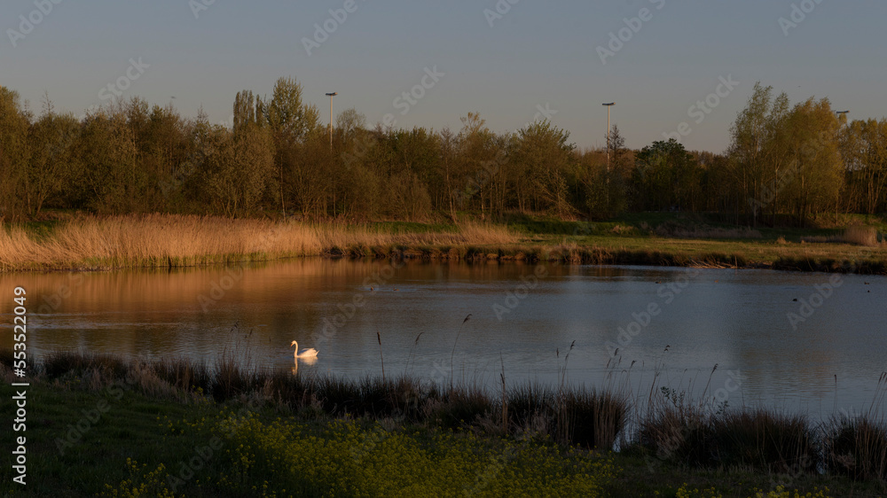 Fototapeta premium Pond in the city park. Evening landscape at sunset. lone white swan with wild ducks