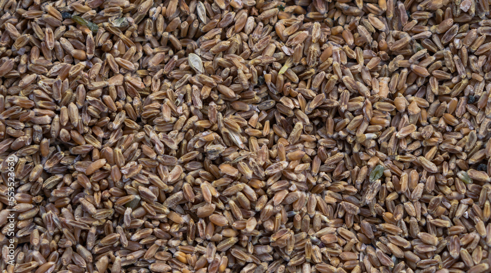 background covered with rude rye grains. food concept Copy space.