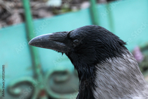 Hooded crow close up portrait. Corvus cornix