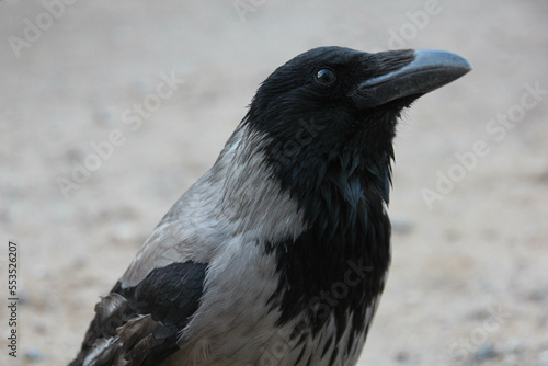 Hooded crow close up portrait. Corvus cornix