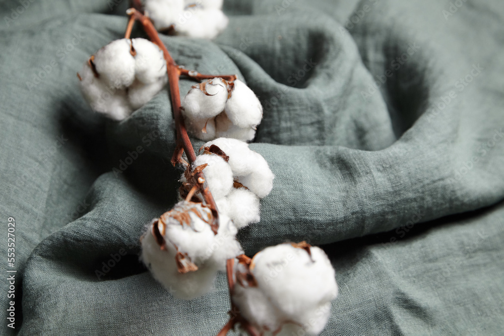 Cotton plant with white flowers on grey-green cloth backdrop Cotton plant with white flowers on grey-green cloth backdrop