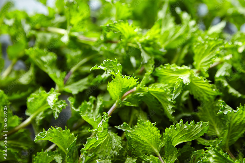 Fresh mint herb leaves texture background. Green mint plant Fresh mint herb leaves texture background. Green mint plant