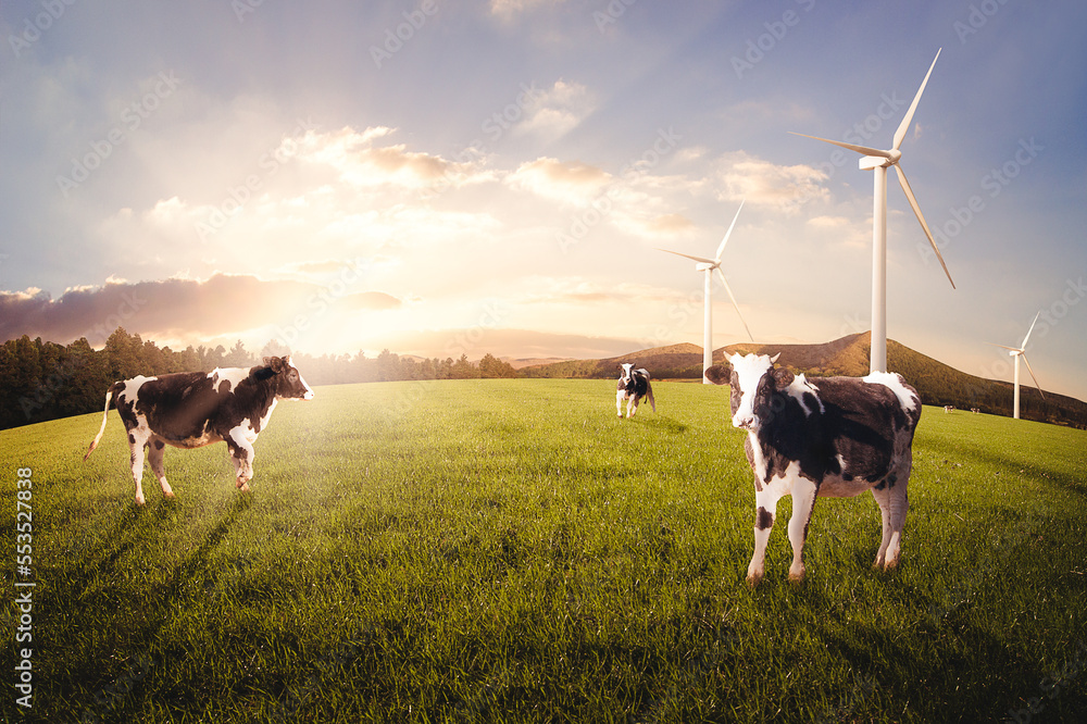 The sunset is setting on a dairy farm with wind turbines. The sunset is setting on a dairy farm with wind turbines.