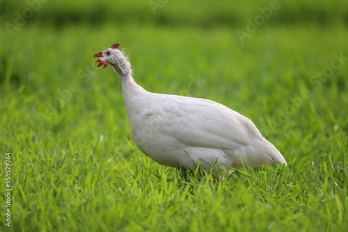 White African Guinea Fowl