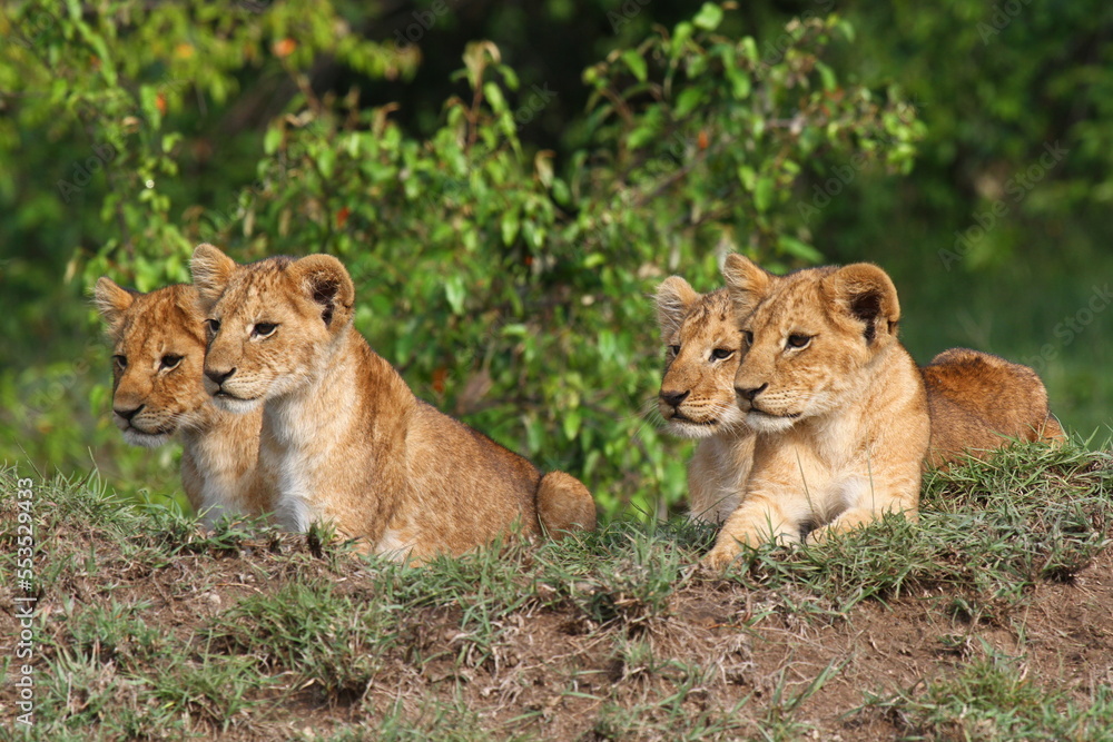 Fototapeta premium Five cute lion cubs looking into the camera, resting on a hill