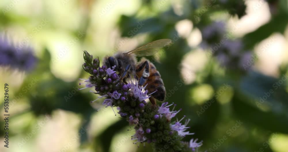 bee on lavender