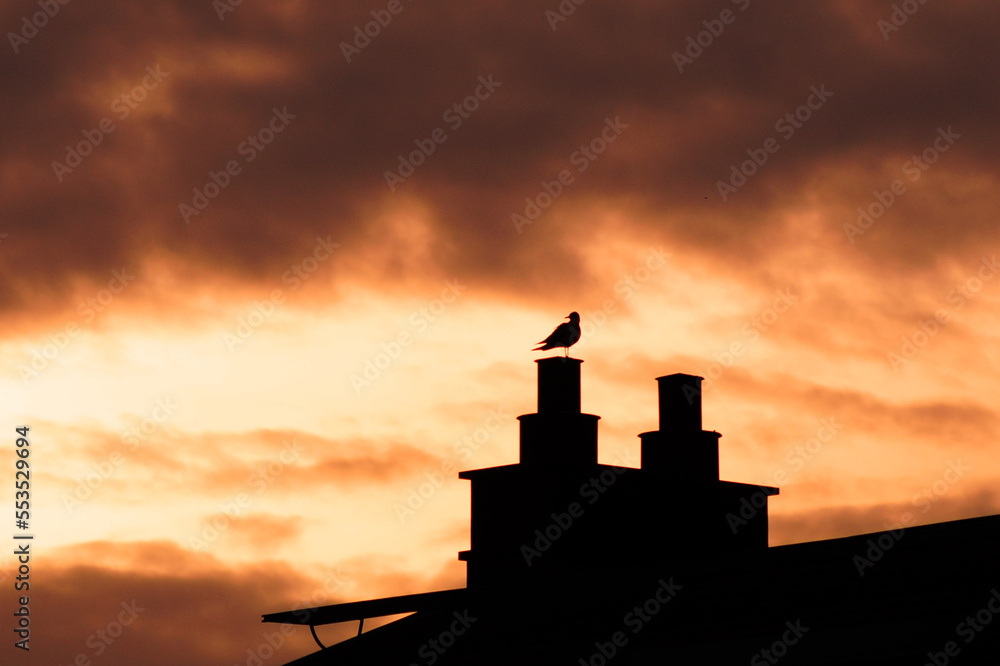 Obraz premium sunset over the city