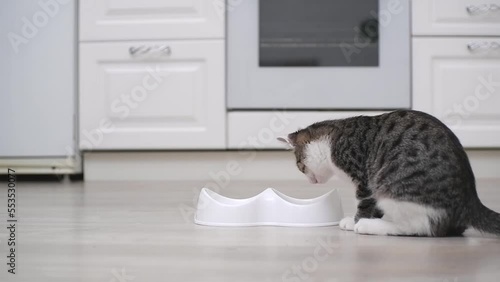The cat is eating whiskas from the bowl in light kitchen. photo