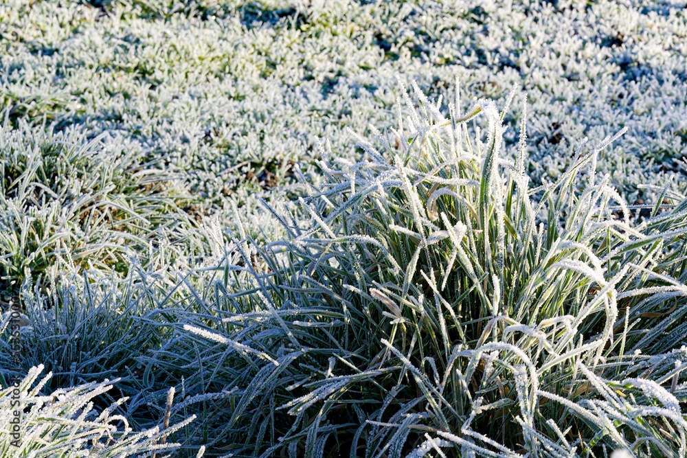grass and flowers in frosty winter grass and flowers in frosty winter