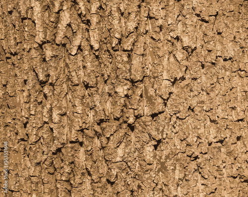 Realistic vector illustration of maple bark close up. Acer barrel texture. Background from living wood. Skin of the forest nature.
