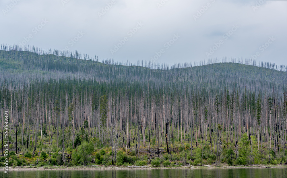 Regrowth of coniferous forest along Lake McDonald shore of Glacier National Park after a forest fire. 