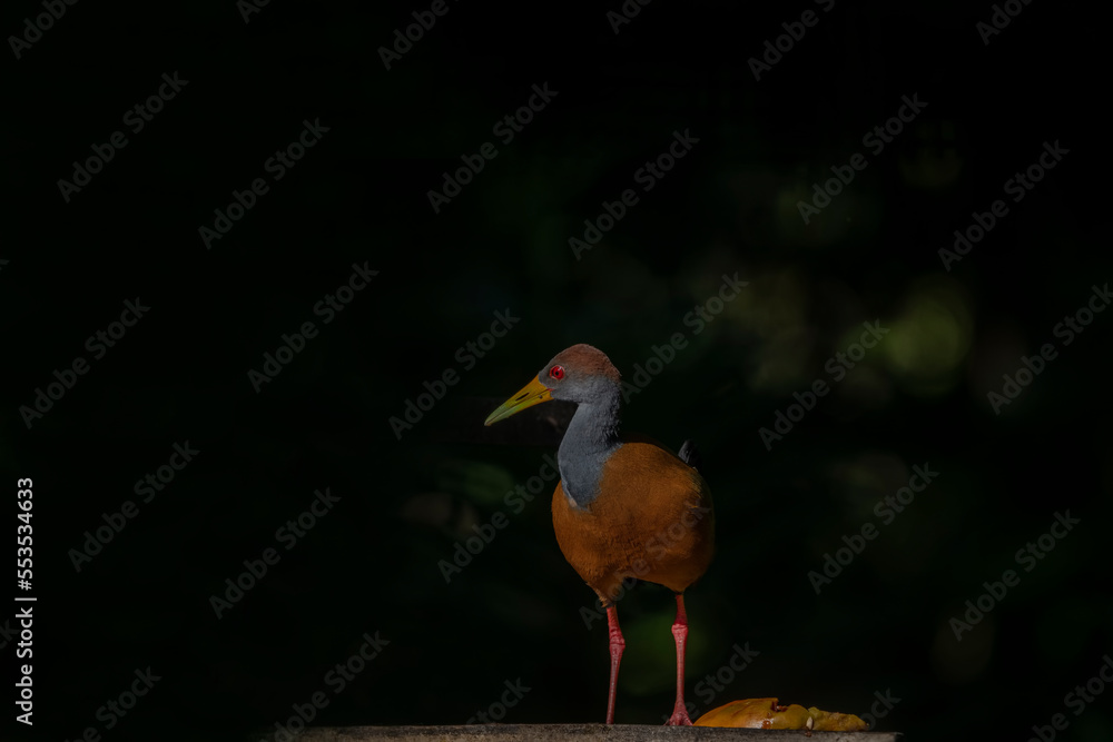 Obraz premium Grey-cowled wood rail in forest darkness