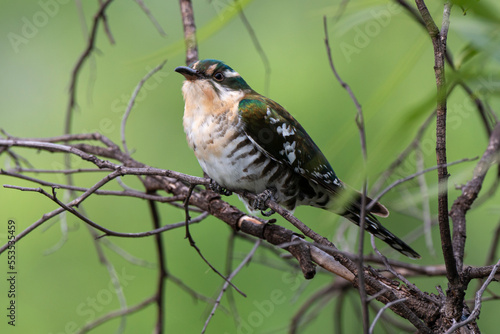 Coucou didric,.Chrysococcyx caprius, Diederik Cuckoo photo