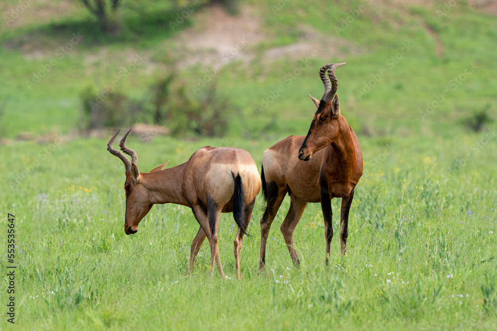 Damalisque, Damaliscus lunatus, Parc national Kruger, Afrique du Sud