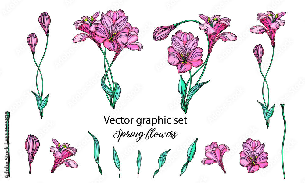Vector floral arrangements with romantic pink flowers. Isolated on a white background.