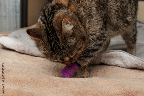 The cat is limping with an injured leg in the bandage