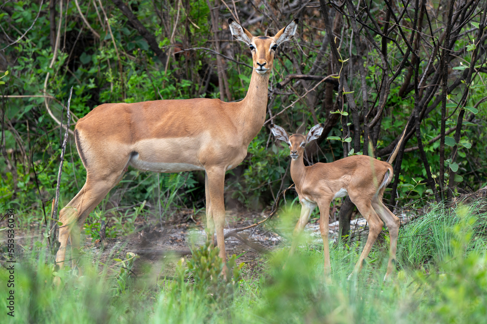 Impala, femelle et jeune, Aepyceros melampus Impala, femelle et jeune, Aepyceros melampus