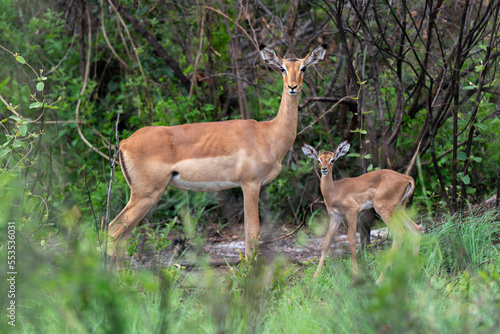 Impala, femelle et jeune, Aepyceros melampus