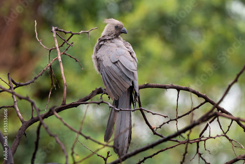 Touraco concolore,. Corythaixoides concolor, Grey Go away bird